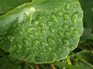PC031940a.jpg